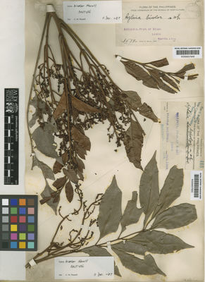 Kew Gardens K000657650:  Ahern's collector [s.n.] Philippines