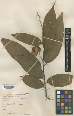 Kew Gardens K000686970:  Henderson, M.R. [21387] Malaysia