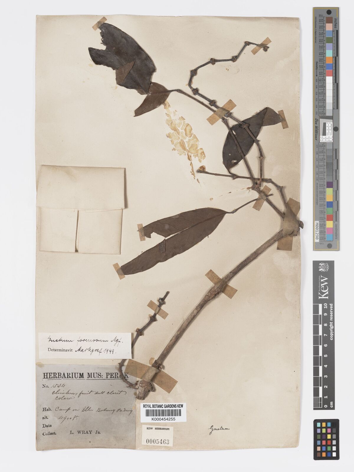 Gnetum formosum