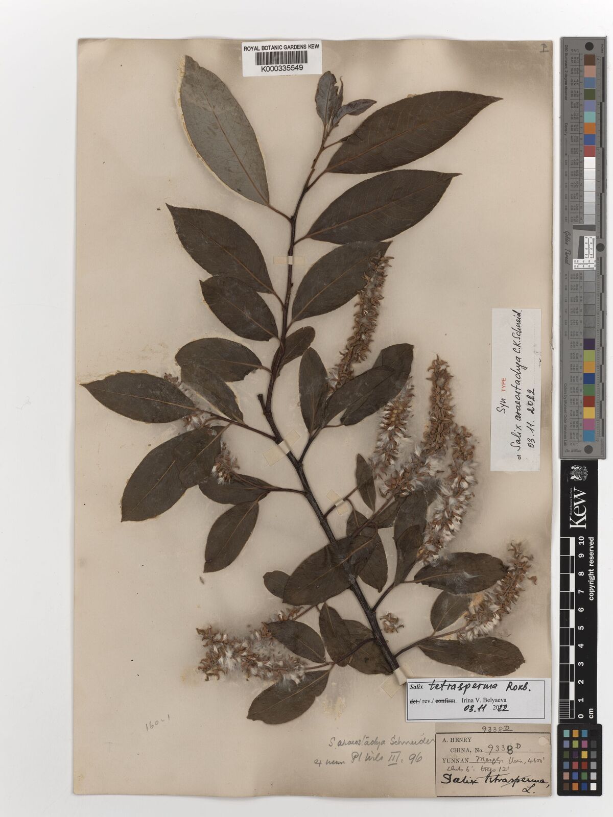 Kew Gardens K000335549:  Henry, A. [9338d] China