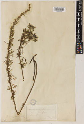 Kew Gardens K000891689:  Jordan, A. [s.n.] France