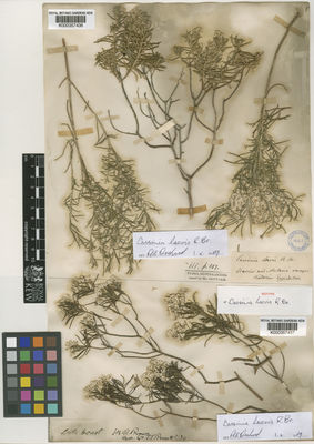 Kew Gardens K000357436:  s.coll. [s.n.] Australia