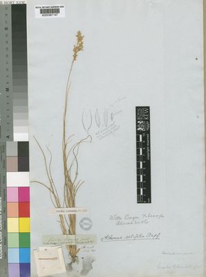 Kew Gardens K000367147:  Drege [s.n.] South Africa