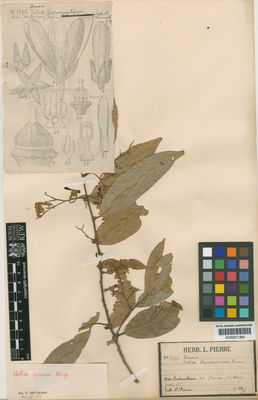 Kew Gardens K000671368:  Harmand, J. [1892]