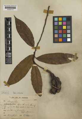 Kew Gardens K000681473:  Mann, G. [s.n.] India