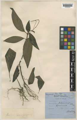 Kew Gardens K000858204:  Ridley, H.N. [s.n.] Malaysia