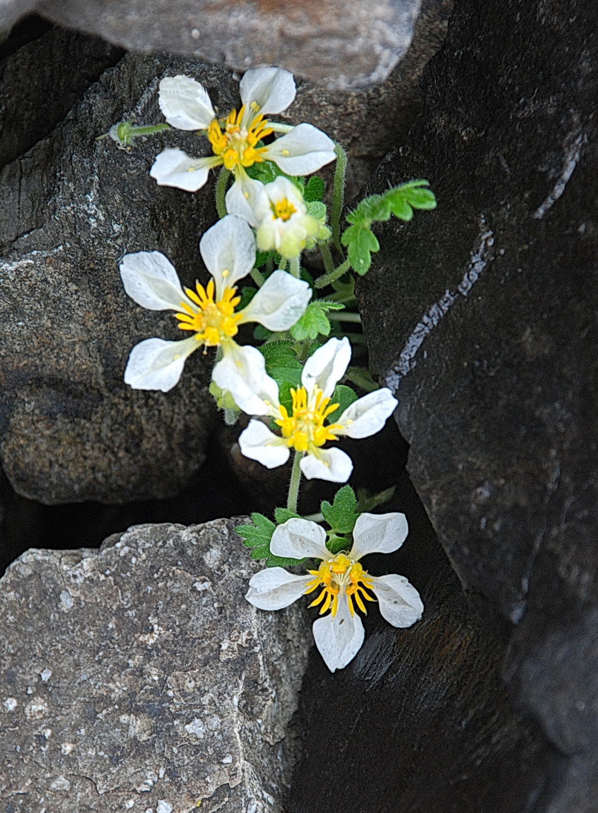 1177px x 1600px - Caiophora chuquitensis (Meyen) Urb. & Gilg | Plants of the World Online |  Kew Science