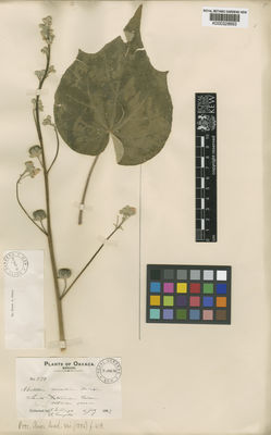 Kew Gardens K000328693:  Pringle, C.G.; Conzatti, C. [279] Mexico