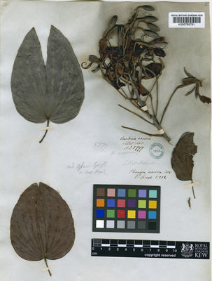 Kew Gardens K000760781:  s.coll. [5777] India