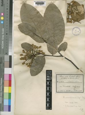 Kew Gardens K000198771:  Schweinfurth, G. [3683] Congo, Democratic Republic of the