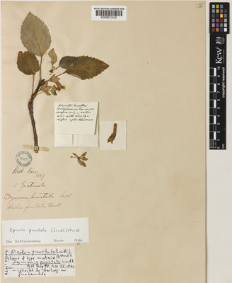 Kew Gardens K000831432:  Hartweg, K.T. [s.n.] Guatemala