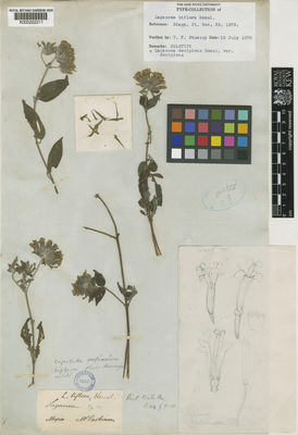 Kew Gardens K000222211:  Parkinson [s.n.] Mexico