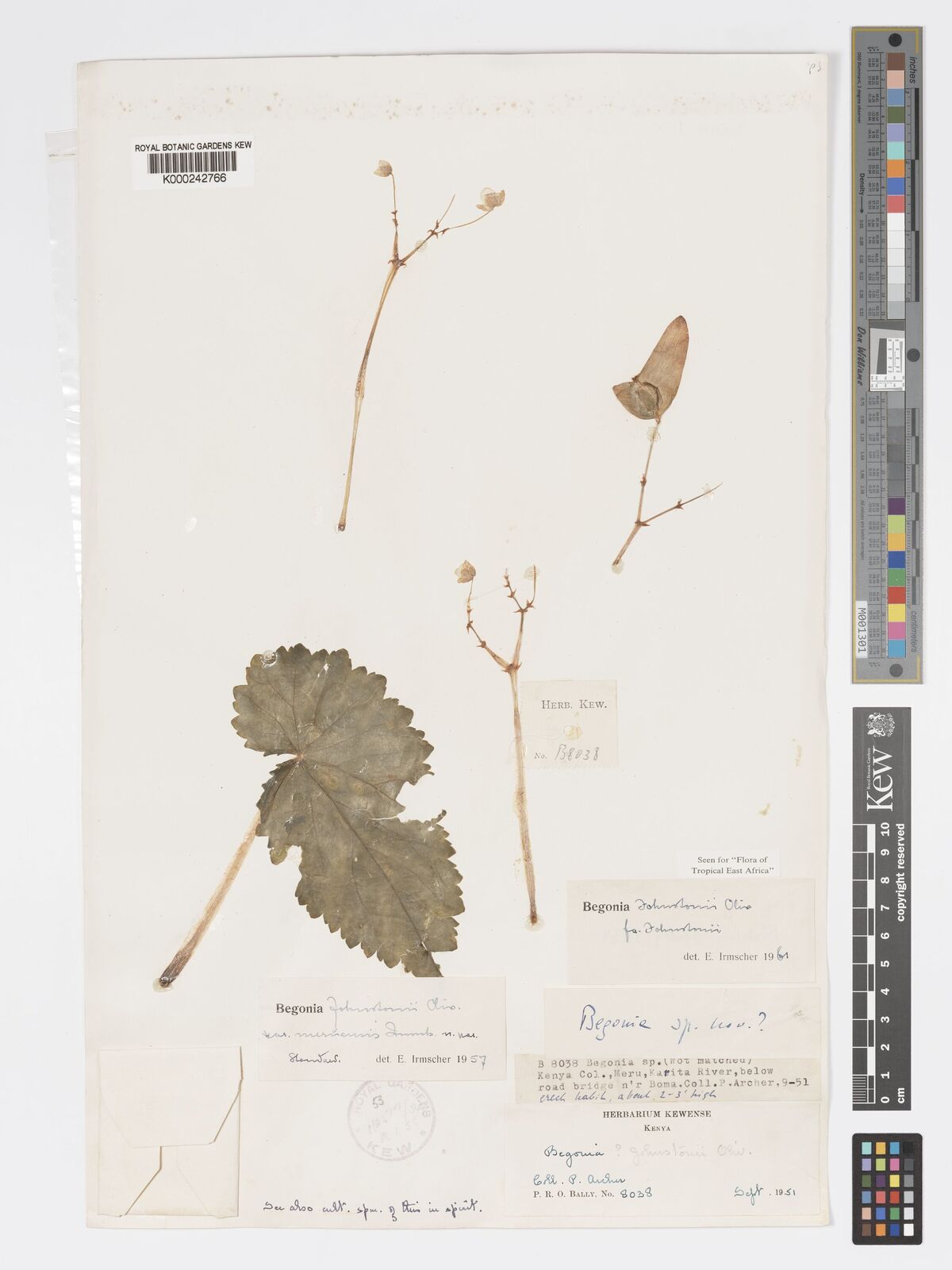 Kew Gardens K000242766:  Archer, P. [8038] Kenya