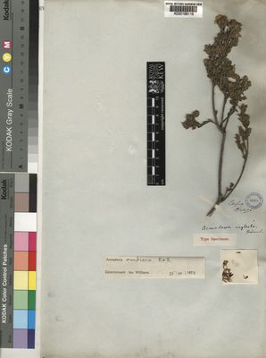 Kew Gardens K000199116:  Drege [s.n.] South Africa