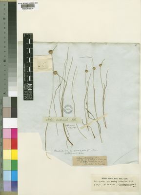 Kew Gardens K000416609:  Drege [s.n.] South Africa