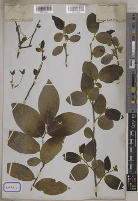 Kew Gardens K001123982:  s.coll. [Cat. no. 6472] India