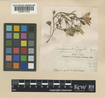 Kew Gardens K000814332:  Gay, J. [s.n.] Europe