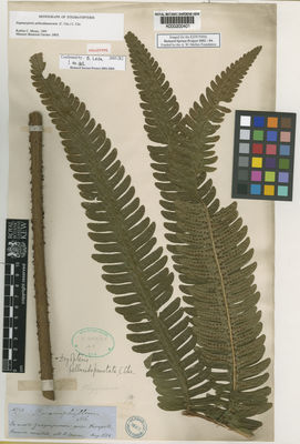 Kew Gardens K000200401:  Spruce, R. [4720] Peru