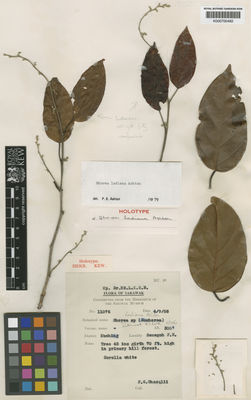 Kew Gardens K000700492:  Ghazqlli, F.G. [s.n.] Malaysia