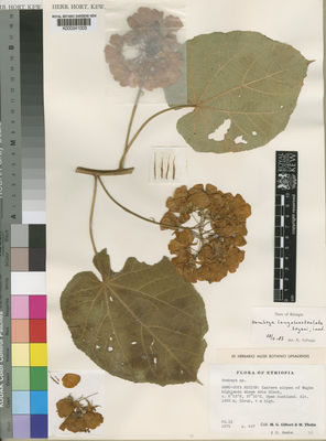 Kew Gardens K000241003:  Gilbert, M.G.; Thulin, M; Aweke, G. [437] Ethiopia