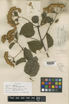 Kew Gardens K000323179:  Glaziou, A.F.M. [19543] Brazil