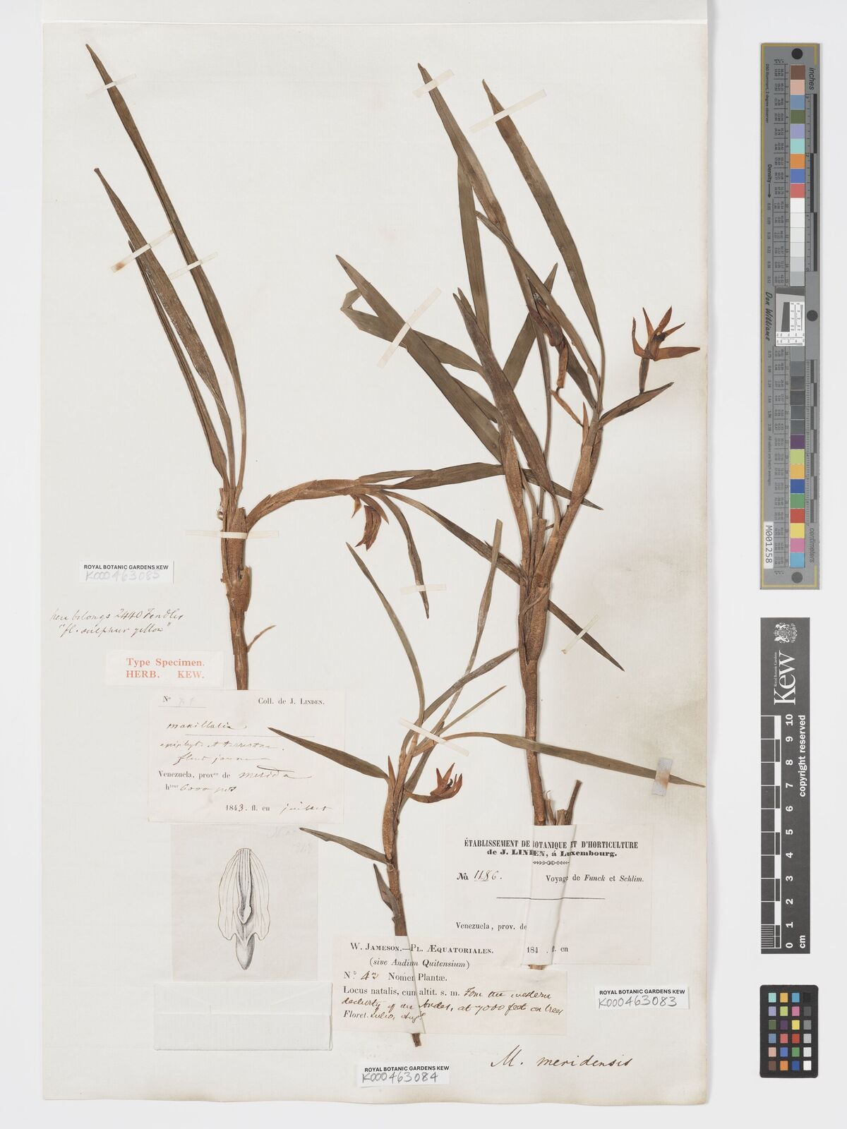 Kew Gardens K000463083:  Schlim; Funck [1186] Venezuela