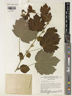 Urena lobata L. | Plants of the World Online | Kew Science