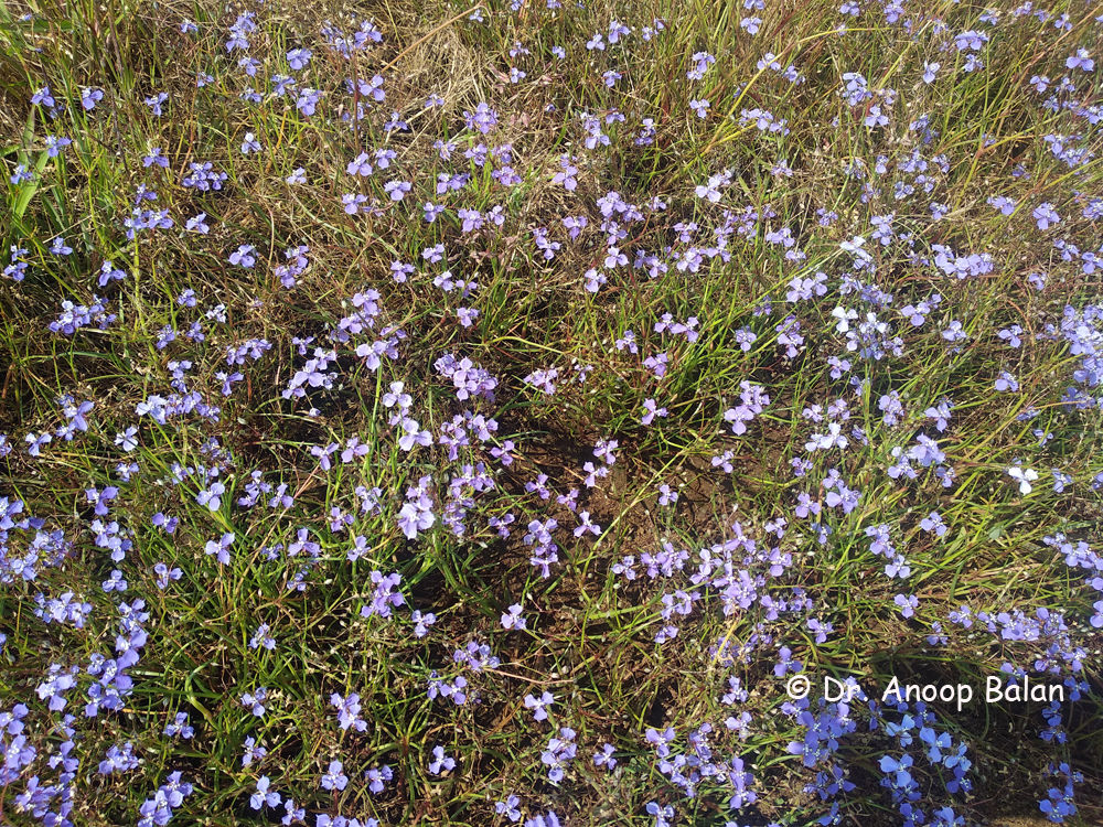 Murdannia Semiteres (dalzell) Santapau 