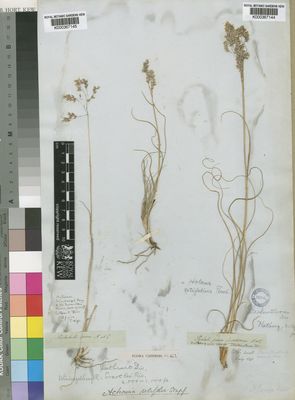 Kew Gardens K000367145:  Drege [s.n.] South Africa