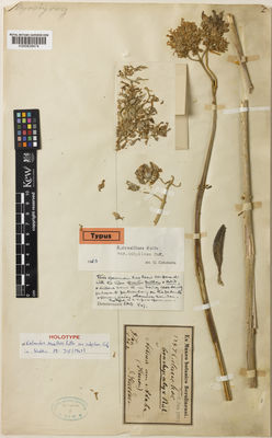 Kew Gardens K000838474:  Steudner, H. [1247] Yemen