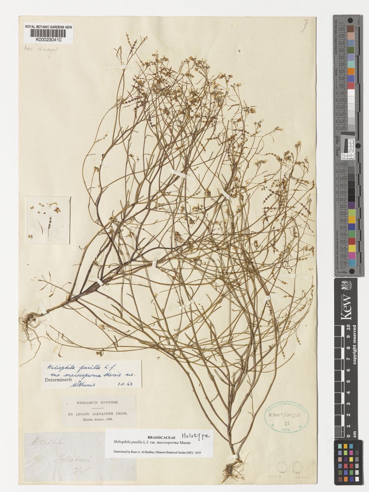 Kew Gardens K000230410:  Prior [s.n.] South Africa
