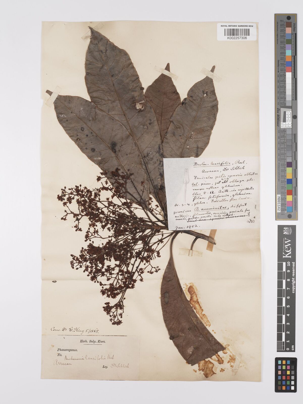 Buchanania lancifolia Roxb. | Plants of the World Online | Kew Science