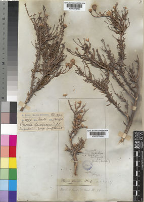 Kew Gardens K000273494:  Drege [s.n.] South Africa