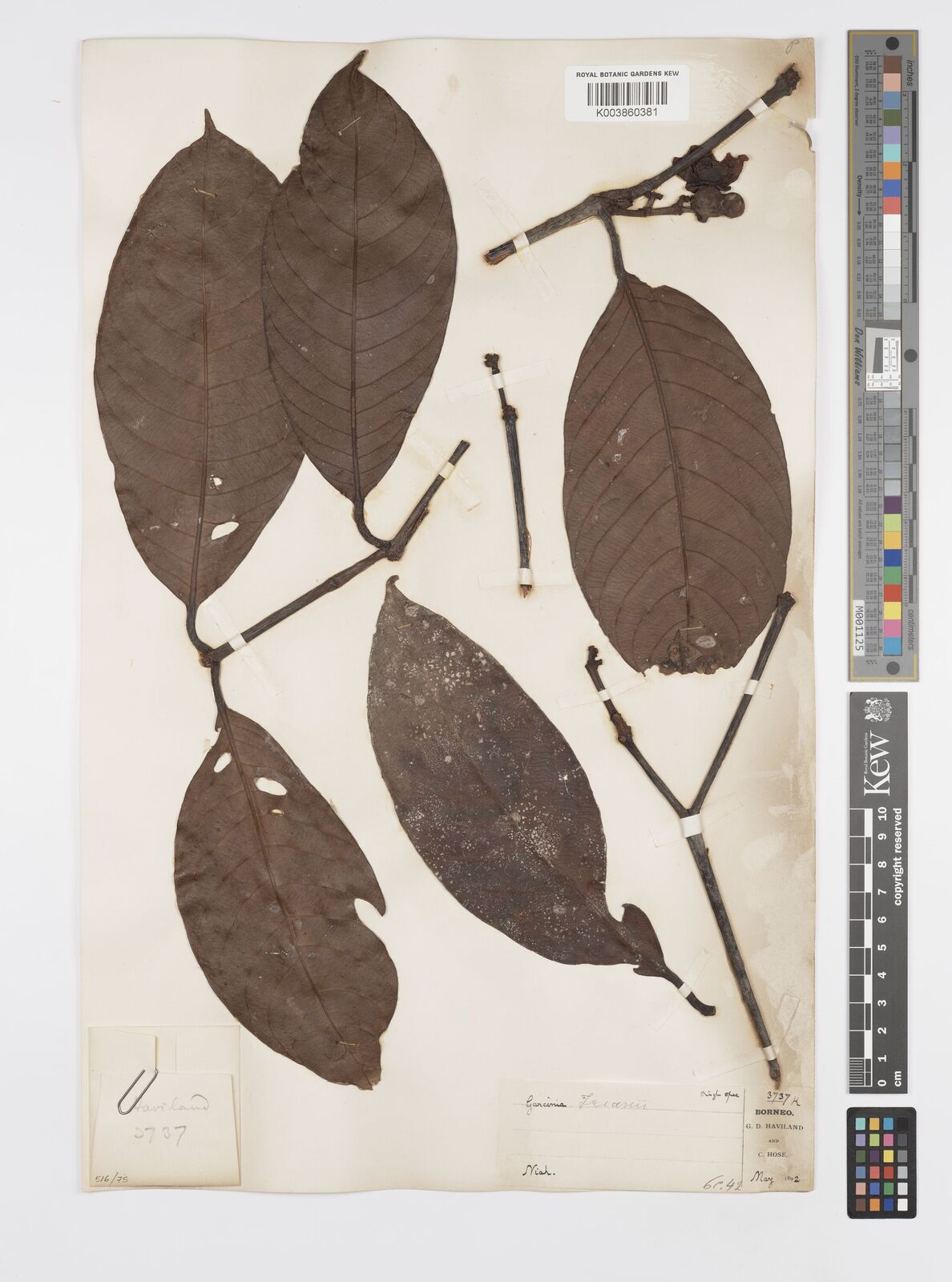 Garcinia trianii Pierre | Plants of the World Online | Kew Science