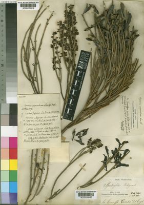 Kew Gardens K000226819:  Berthelot [s.n.] Spain