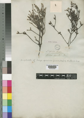 Kew Gardens K000322697:  Drege [s.n.] South Africa