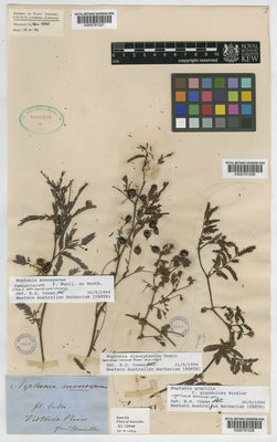 Kew Gardens K000791028:  Mueller, F. [s.n.] Australia