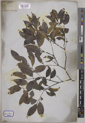 Kew Gardens K001038424:  s.coll. [Cat. no. 4219] India