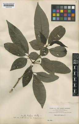 Kew Gardens K000572780:  Rusby, H., H.; Squires, R., W. [422] Colombia