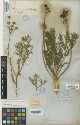 Kew Gardens K000685889:  Nuttall, T. [s.n.] United States