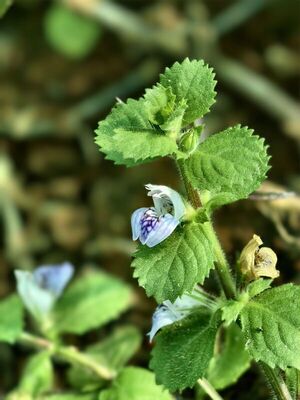 Plants of the World Online | Kew Science