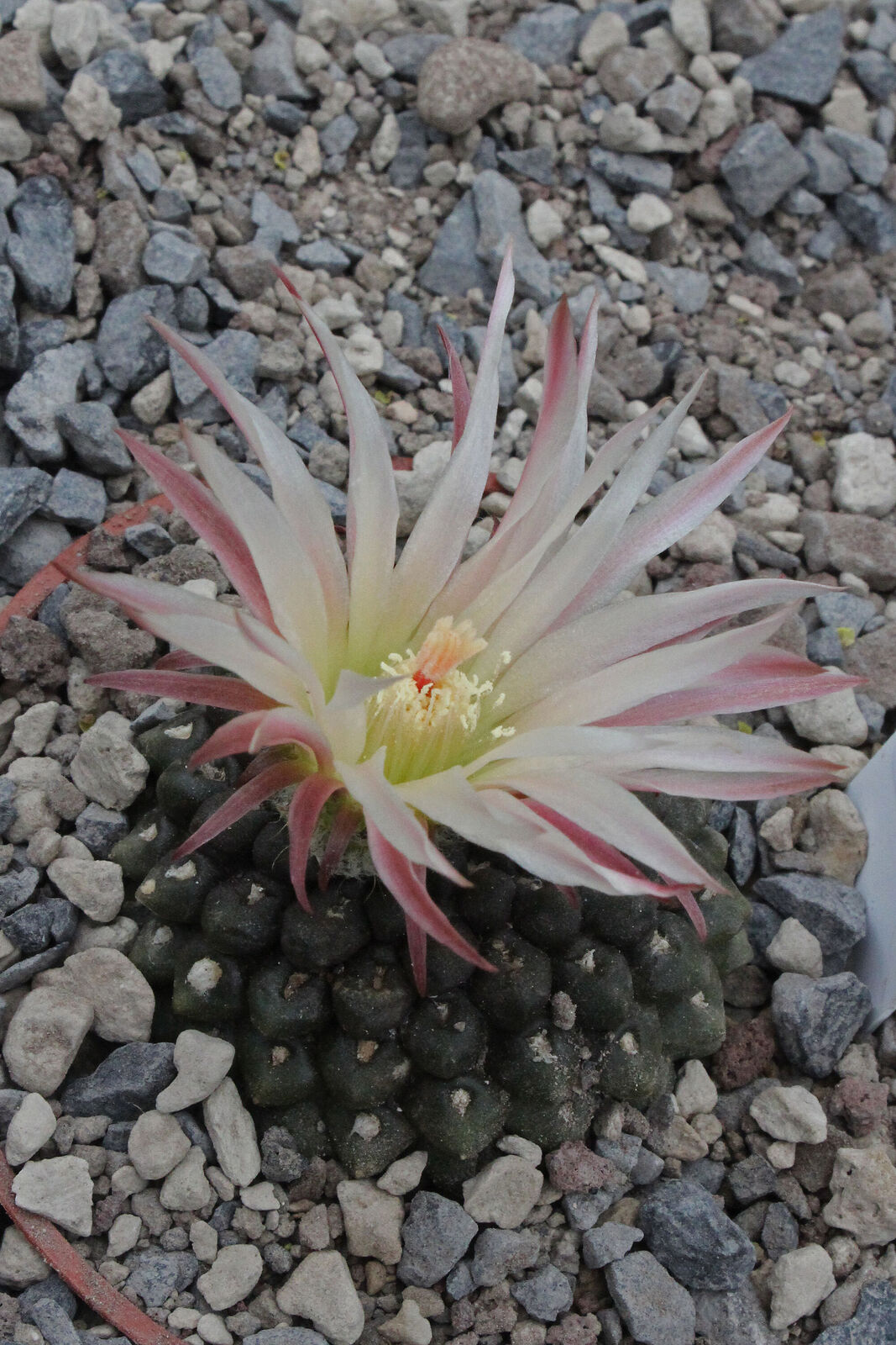 Eriosyce esmeraldana