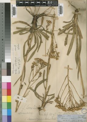 Kew Gardens K000378134:  Bolus, H. [571] South Africa