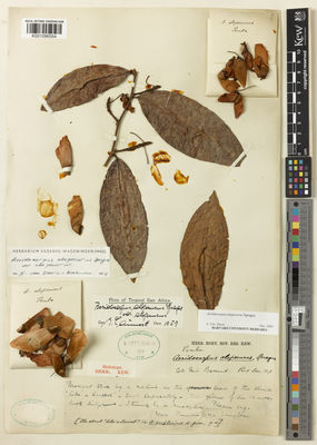 Kew Gardens K001096554:  Barrand [s.n.] Tanzania