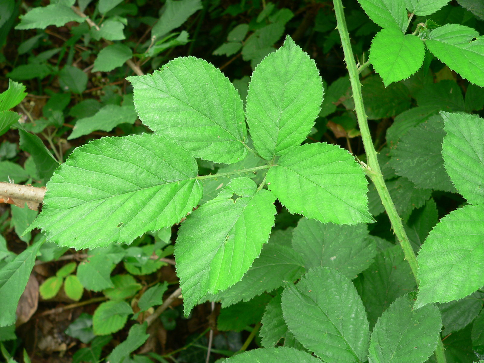 Rubus adscitus Genev. | Plants of the World Online | Kew Science