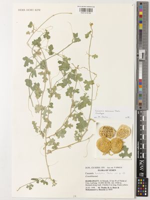 Kew Gardens K001418182:  Thulin, M.,, Beier, B.A.; Hussein, M.A. [9899] Yemen