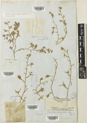 Kew Gardens K000899705:  Griffith, W. [4229] Afghanistan