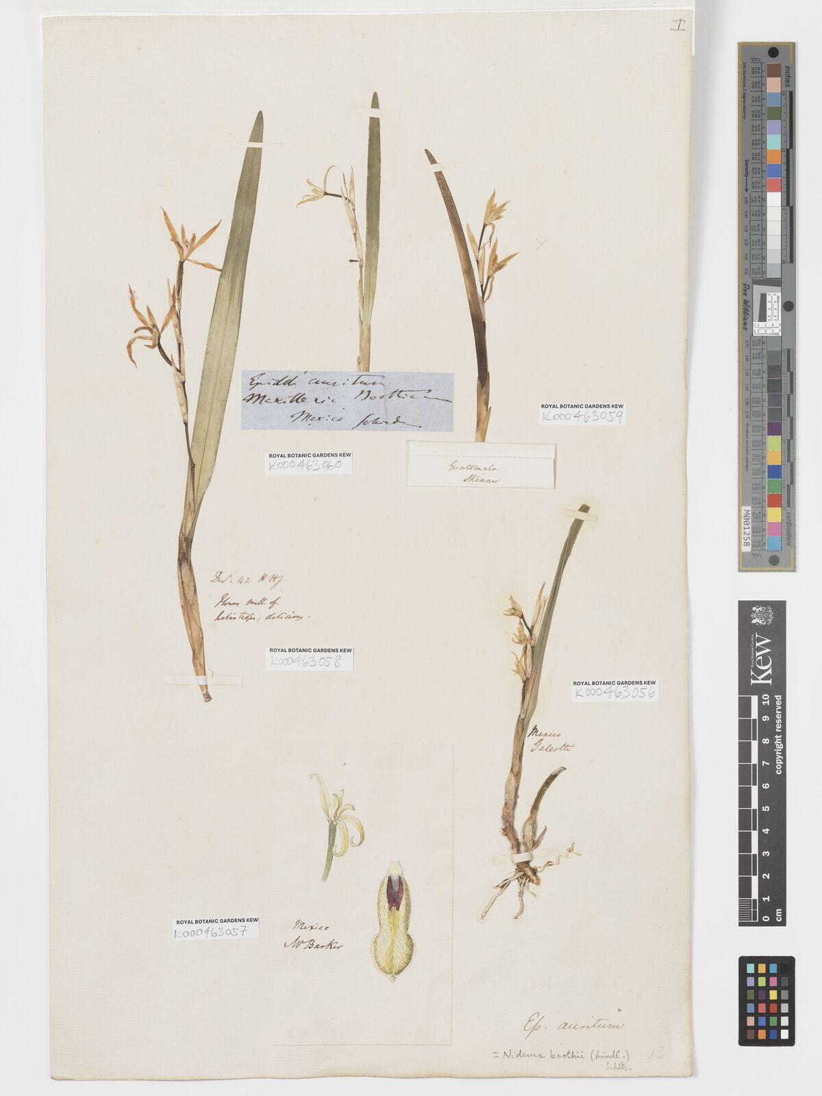 Kew Gardens K000463060:  Schiede [s.n.] Mexico
