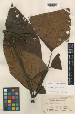 Kew Gardens K000736487:  Ramos, M.; Pascasio, J. [34397] Philippines