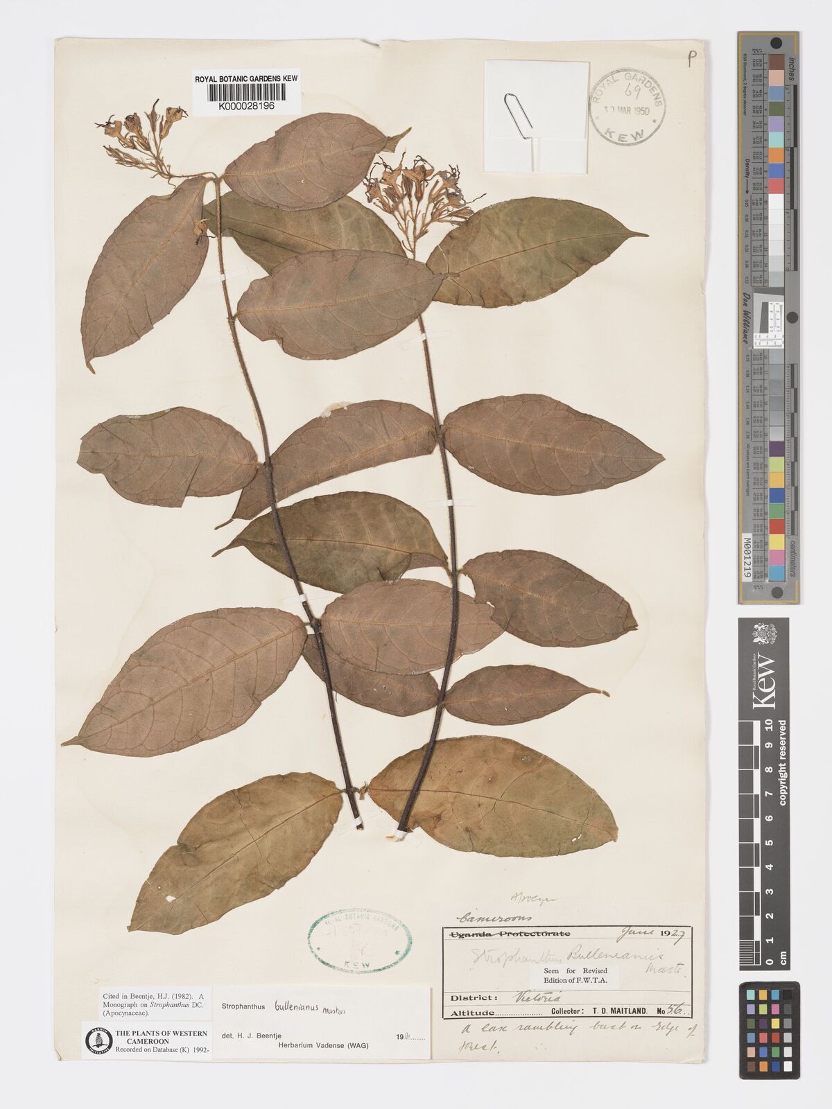 Strophanthus bullenianus